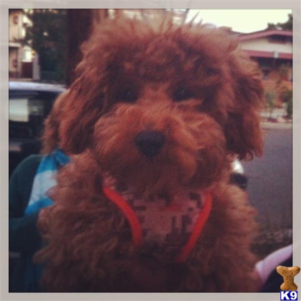 Stud Dogs - Poodle